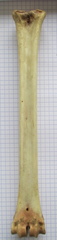 MTC G palm