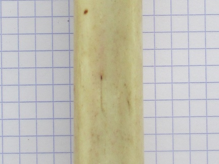 MTC G palm (14523 visites) MTC G palm
