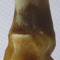 MTT G dist lat (12846 visites) MTT G dist lat
