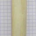 MTT G palm (14942 visites) MTT G palm