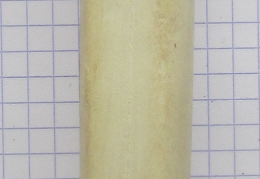 MTT G palm (14919 visites) MTT G palm