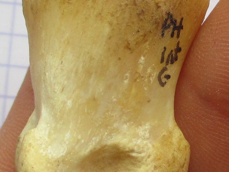 PH2 axial (14749 visites) PH2 axial