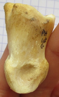 PH2 axial