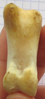 PH2 palm