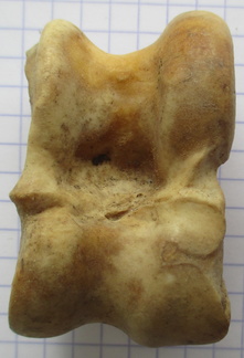 Astragale dors