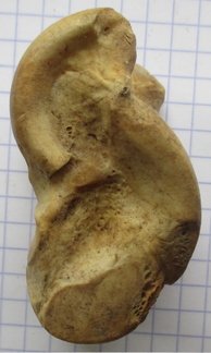 Astragale lat