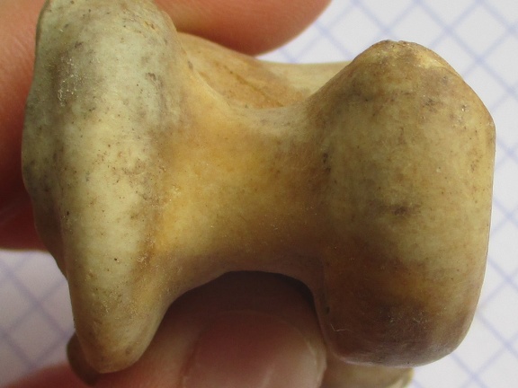 Astragale prox (16499 visites) Astragale prox