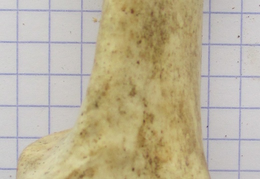 Calcaneum dors