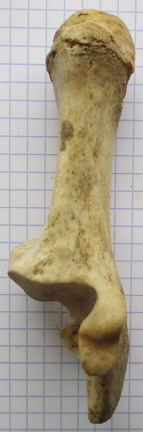 Calcaneum dors