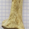Calcaneum dors