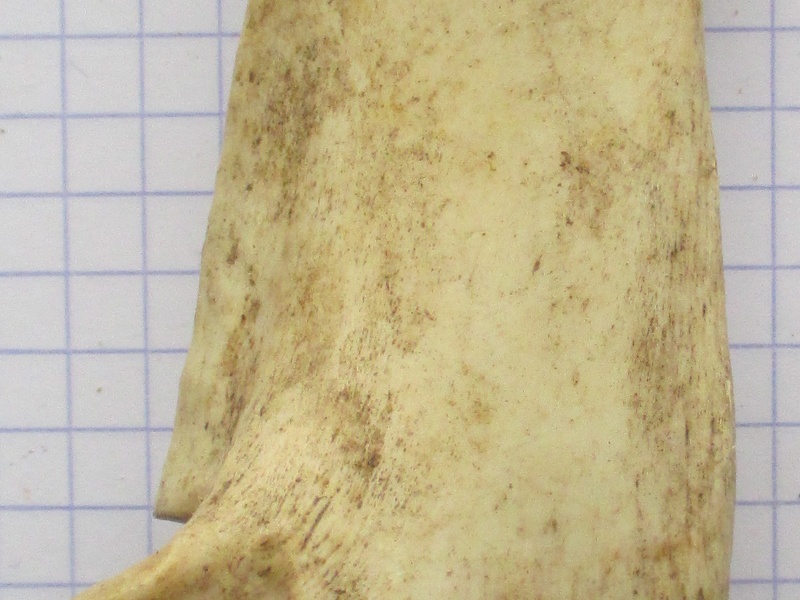 Calcaneum lat (16267 visitas) Calcaneum lat