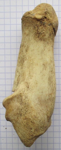 Calcaneum_lat.JPG