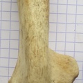 Calcaneum plant (16642 visites) Calcaneum plant