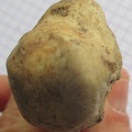 Calcaneum prox