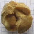 Naviculo_dist.JPG