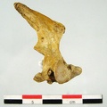 Vertebres cervicales Axis lateral D (13786 visites) Vertebres cervicales Axis lateral D
