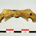 Vertebres_cervicales_Atlas_inferieur.jpg