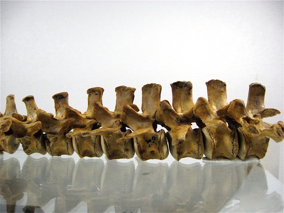 Vertebres thoraciques lombaires lateral G 01 (13193 visites) Vertebres thoraciques lombaires lateral G 01