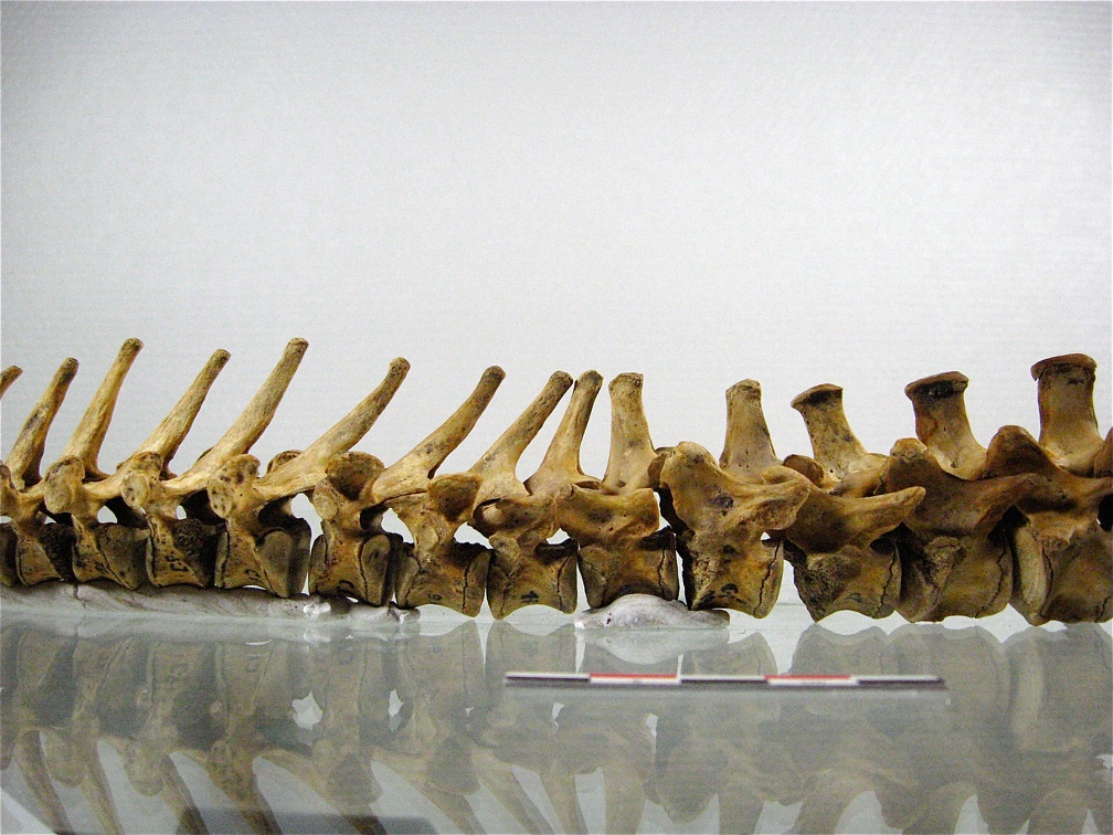 Vertebres thoraciques lombaires lateral G 02 (13239 visites) Vertebres thoraciques lombaires lateral G 02