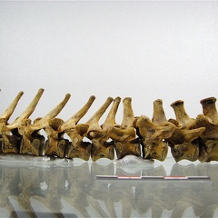 Vertebres thoraciques lombaires lateral G 02 (13239 visites) Vertebres thoraciques lombaires lateral G 02