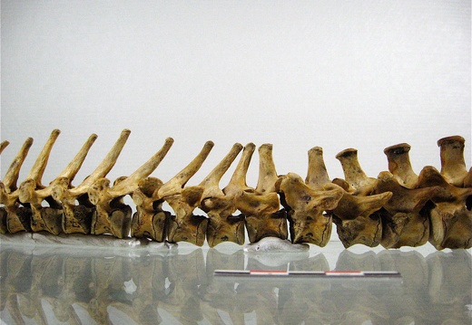 Vertebres thoraciques lombaires lateral G 02 (13238 visites) Vertebres thoraciques lombaires lateral G 02