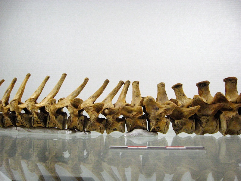 Vertebres thoraciques lombaires lateral G 02