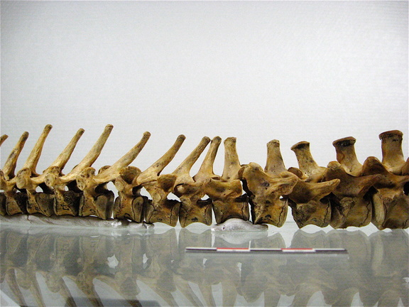 Vertebres thoraciques lombaires lateral G 02