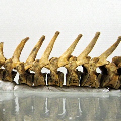 Vertebres thoraciques lateral G (12777 visitas) Vertebres thoraciques lateral G