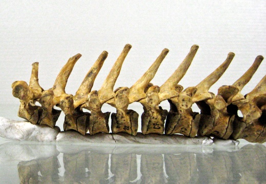 Vertebres thoraciques lateral G