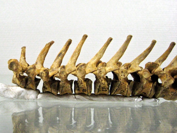 Vertebres thoraciques lateral G