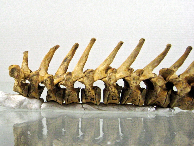 Vertebres thoraciques lateral G