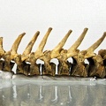 Vertebres_thoraciques_lateral_G.jpg