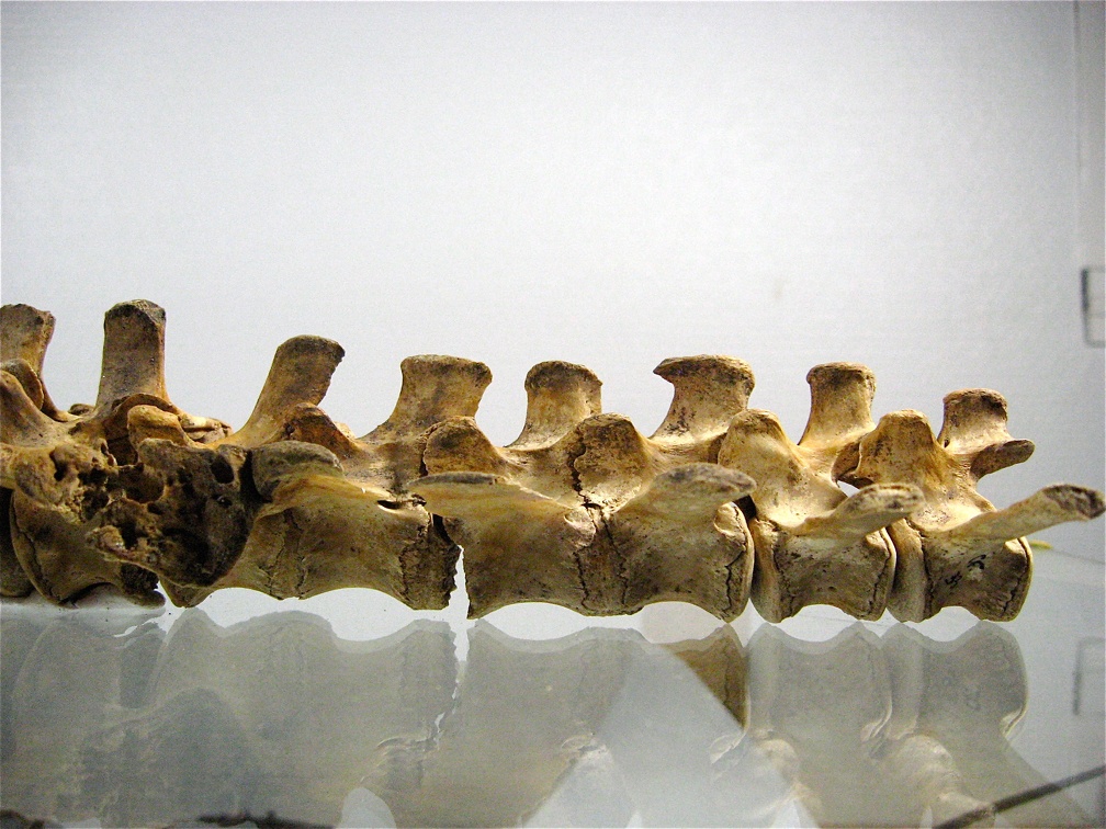 Vertebres sacrees caudales lateral G 01 (14193 visites) Vertebres sacrees caudales lateral G 01