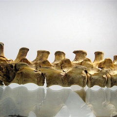 Vertebres sacrees caudales lateral G 01