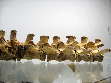 Vertebres sacrees caudales lateral G 01 (14192 visites) Vertebres sacrees caudales lateral G 01