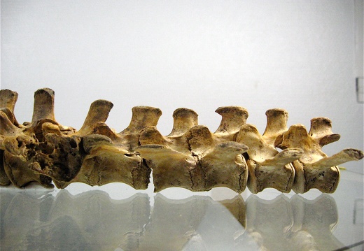 Vertebres sacrees caudales lateral G 01 (14178 visits) Vertebres sacrees caudales lateral G 01