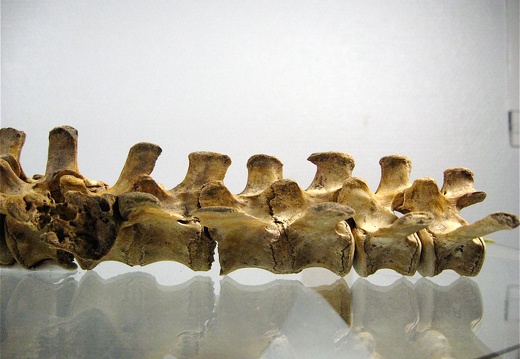 Vertebres sacrees caudales lateral G 01