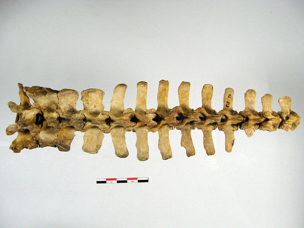 Vertebres sacrees caudales superieur