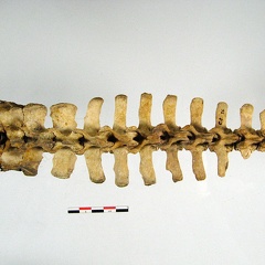 Vertebres sacrees caudales superieur (14053 visitas) Vertebres sacrees caudales superieur
