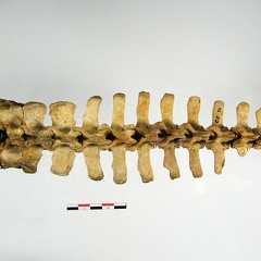 Vertebres sacrees caudales superieur