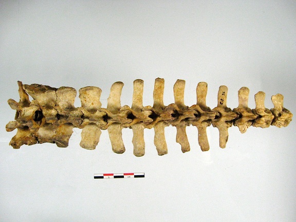 Vertebres sacrees caudales superieur (14081 visites) Vertebres sacrees caudales superieur