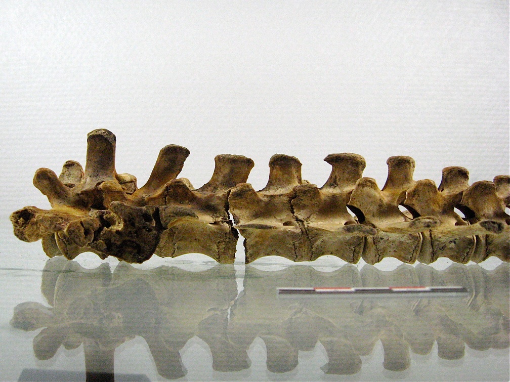 Vertebres sacrees caudales lateral G 02 (14521 visites) Vertebres sacrees caudales lateral G 02