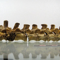 Vertebres sacrees caudales lateral G 02 (14520 visitas) Vertebres sacrees caudales lateral G 02