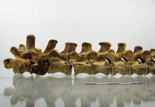 Vertebres sacrees caudales lateral G 02 (14514 visits) Vertebres sacrees caudales lateral G 02