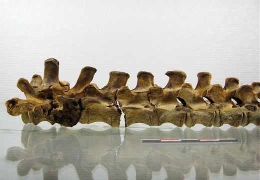 Vertebres sacrees caudales lateral G 02