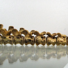 Vertebres caudales lateral G (14251 visites) Vertebres caudales lateral G