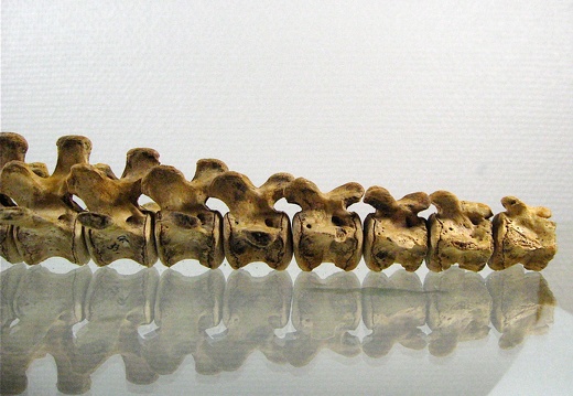 Vertebres caudales lateral G (14249 visites) Vertebres caudales lateral G