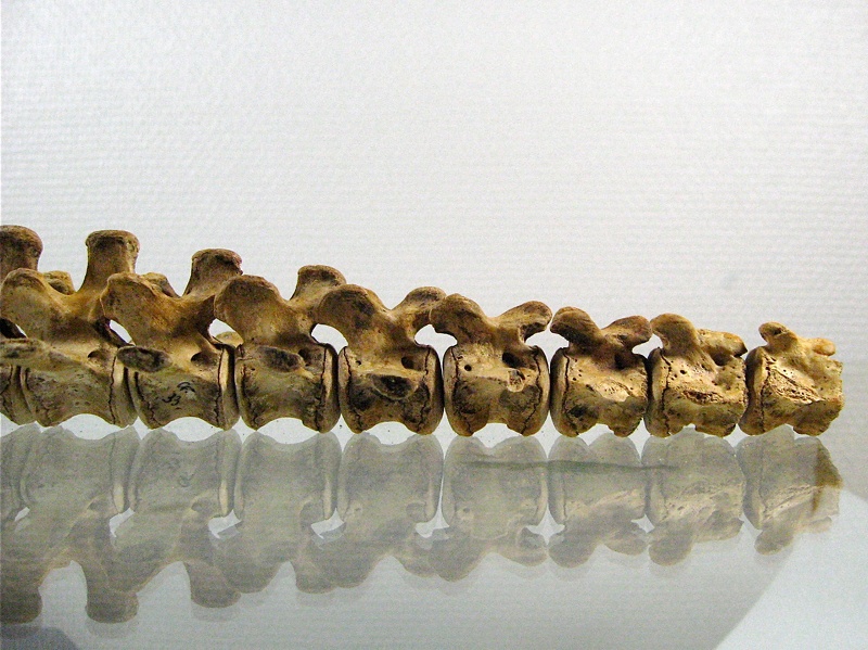 Vertebres caudales lateral G (14252 visites) Vertebres caudales lateral G