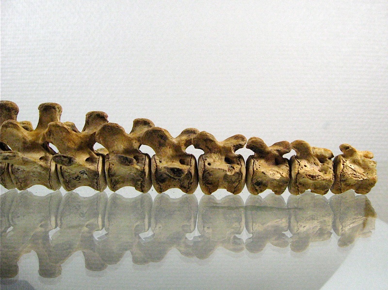 Vertebres caudales lateral G