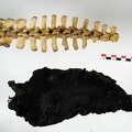 Vertebres sacrees caudales Queue keratine superieur (13784 visitas) Vertebres sacrees caudales Queue keratine superieur